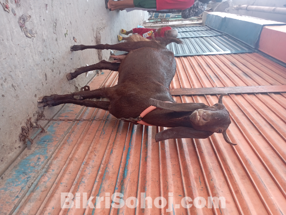 Totapuri cross goat